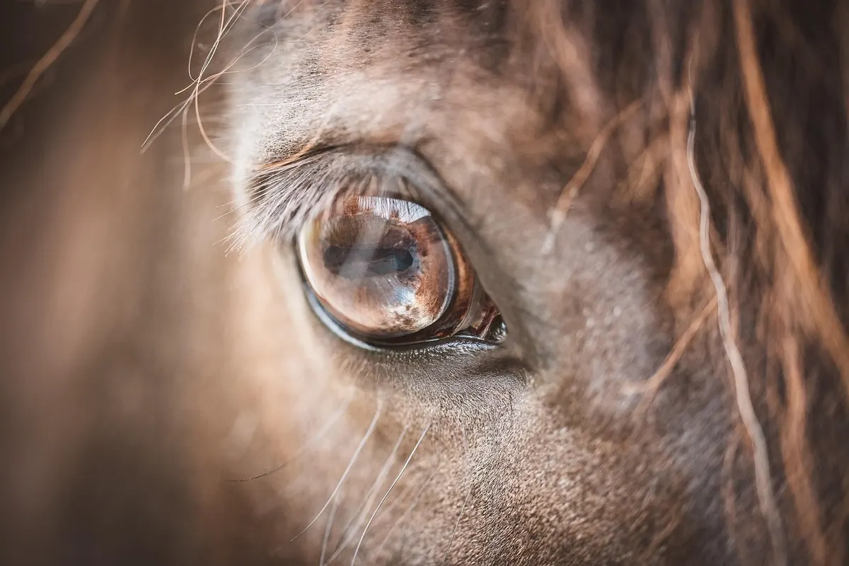 New Forest Pony Safety: A Driver's Guide to Common Hazards